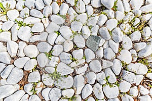 Close up white pebbles texture with green grass
