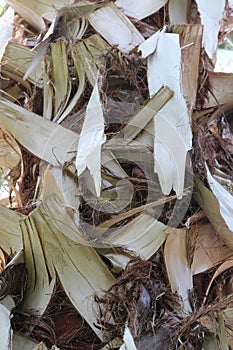 Close Up of the White Peeling Bark of a Sabal Domingensis Palm Tree photo