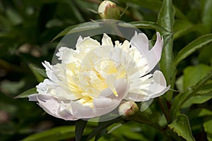 Close up of a white peony