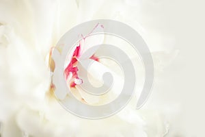 Close up of white peony flower