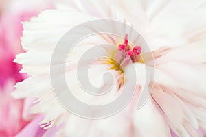 Close up of white peony flower