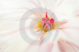 Close up of white peony flower