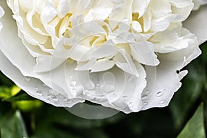 Close up of white peony flower with dew drops - soft petals and blurred green background - top angle view
