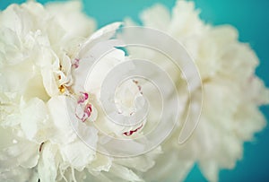 Close-up of a white peony flowers