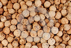 Close up white pepper as background