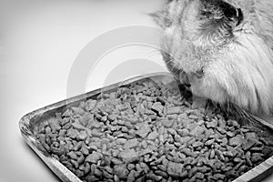 Close up of White Persian cat eating dry cat food serving on wooden board. Isolated on white. Black and white tone