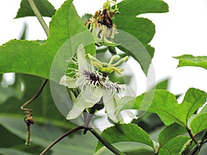 Close up White petals with purple stamens of passion flower bloom in the garden