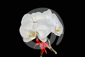 Close up white Phalaenopsis Blume orchid isolated color background