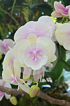 Close-up of White Phalaenopsis moth orchid flower, with delicate violet accents, on defocused background