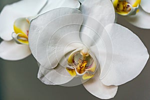 Close-up of white phalaenopsis orchid flower branch. Flower known as the Moth Orchid or Phal