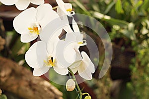 Close up of white phalaenopsis orchid flowers is blooming in the garden