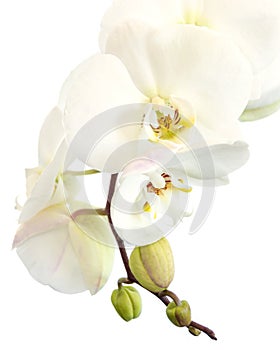 Close-up of a white phalaenopsis orchid in isolated on white
