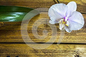 close-up white phalaenopsis Orchid on rustic wooden pallet background