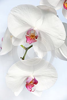 Close up of a white phalaenopsis orchid stem