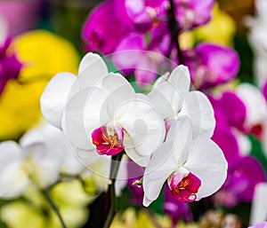 Close-up of white Phalaenopsis orchid with yellow red center