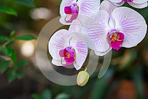 Close-up of White Phalaenopsis orchids are blooming in a garden