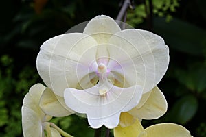 Close-up of a white Phalaenopsis sp. moth orchid flower with violet accents, on de-focused background