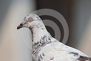 Close up white pigeon