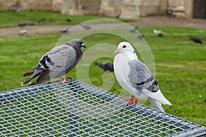 close-up of a white pigeon with defocused pigeons in the bsckground