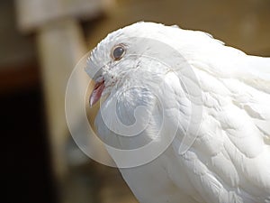 Close up white pigeon / dove on brown background