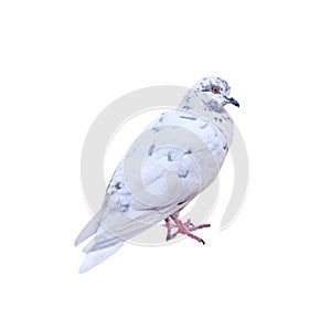 White pigeon with grey striped isolated on white background , clipping path