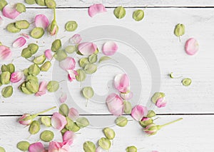 Close up of white Pine ship lap as rustic background with rose petals and tiny green leaves