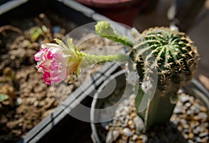 Close-up of white-pink flower blooming on top Lobivia BIT cactus in a pot