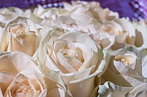 Close-up of a white-pink rose in a bouquet of white roses