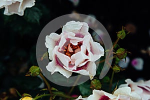 Close-up of white and pink roses with rain drops over blurred dark green leaves