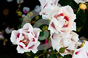 Close-up of white and pink roses with rain drops over blurred dark green leaves