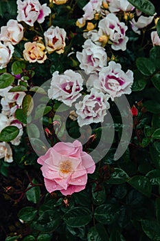 Close-up of white and pink roses with rain drops over blurred dark green leaves