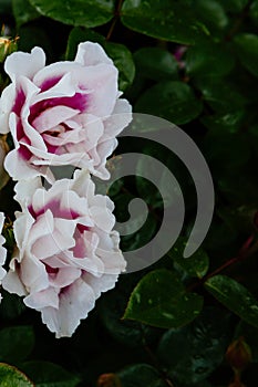 Close-up of white and pink roses with rain drops over blurred dark green leaves