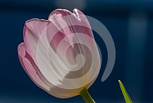 Close up white pink tulip with six petals  on black backgrond