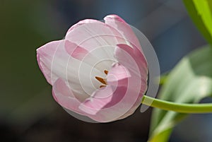 Close up white pink tulip with six petals und yellow stamens on black backgrond