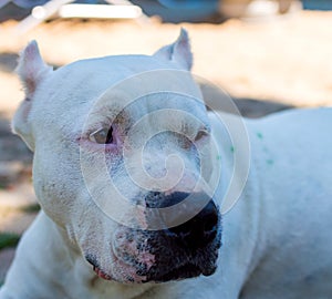 Close up white pitbull dog