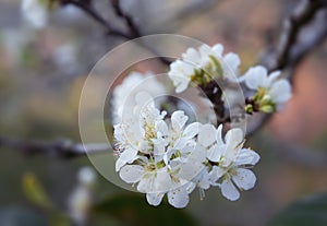 Close-up of white plum blossom, peach blossom with blurred background