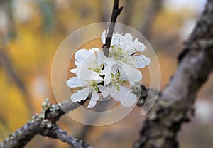 Close-up of white plum blossom, peach blossom with blurred background