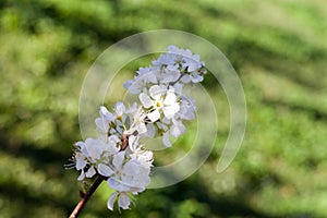 Close up white plum flower