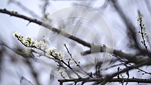 Close up of white plum tree flowers.