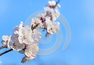 Close-up on white plum trees in bloom