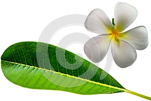 Close up of white Plumeria flowers or Frangipani flowers and plumeria leaf isolated on white background. Spring season concept