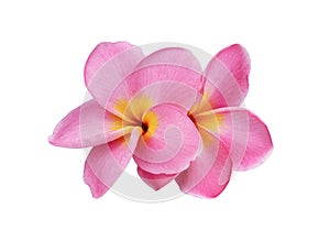 Close up white plumeria or frangipani flower isolated on white background.