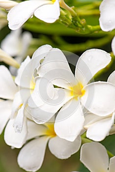 Close up white Plumeria or Frangipani flowers with water drop