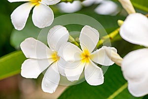 Close up white Plumeria or Frangipani flowers with water drop