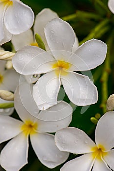 Close up white Plumeria or Frangipani flowers with water drop