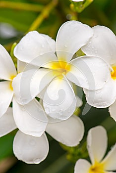Close up white Plumeria or Frangipani flowers with water drop