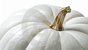 Close Up of a White Pumpkin with a Textured Stem on White Background