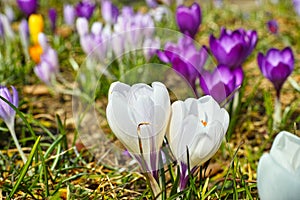 Close-up of white and purple crocus bloom in sunlight