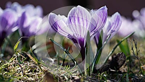 Close-up of white-purple crocus flowers in the park.Spring primrose.Garden flowers outdoors,macro photography