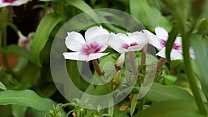 Petunia Close up flower white a purple center 2021 photo